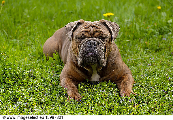 Portrait of English Bulldog resting on grass