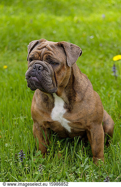 Portrait of English Bulldog sitting on grass