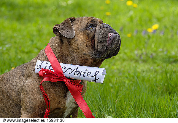 Portrait of English Bulldog wearing ribbon with attached love letter