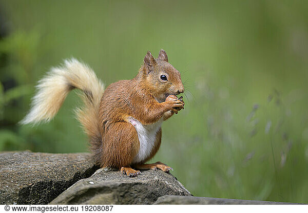 Portrait of Eurasian red squirrel (Sciurus vulgaris) feeding on top of rock