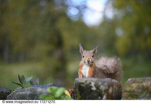 Portrait of eurasian red squirrel sitting on rock