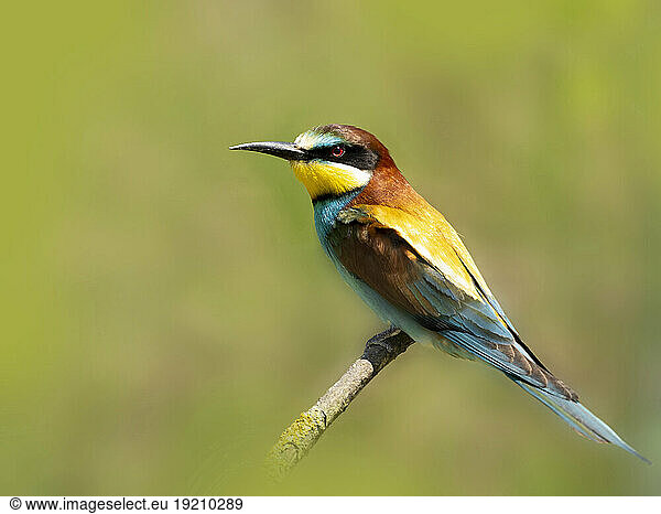 Portrait of European bee-eater (Merops apiaster) perching on branch