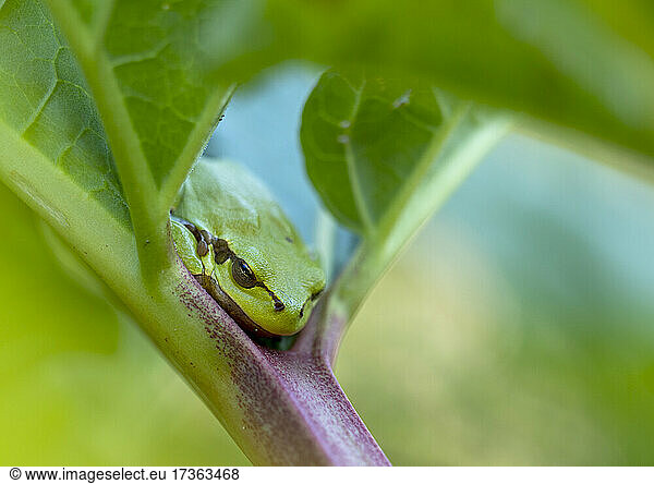 Portrait of European tree frog (Hyla arborea) resting on leaf