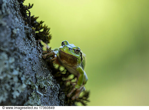 Portrait of European tree frog (Hyla arborea) sitting outdoors