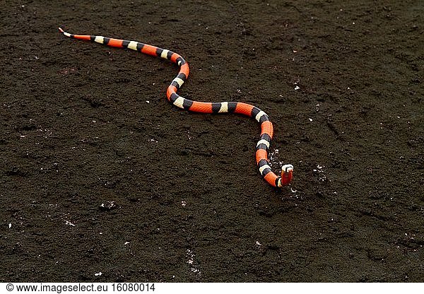 Portrait of False Coral Snake (Erythrolamprus aesculapii) - Nouragues inselberg - French Guiana