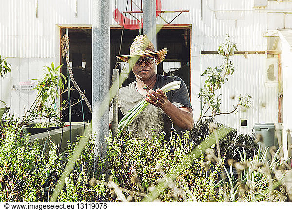 Portrait of farmer holding spring onions in farm
