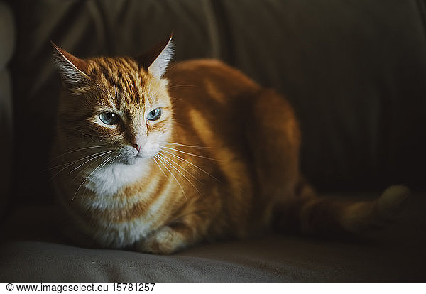 Portrait of ginger cat on couch