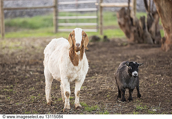 Portrait of goats standing on field
