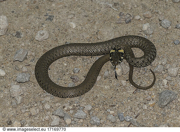 Portrait of grass snake (Natrix natrix)