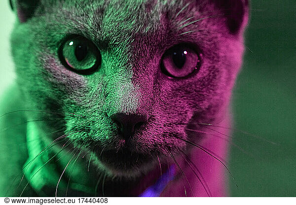 Portrait of gray cat illuminated by green and purple lights