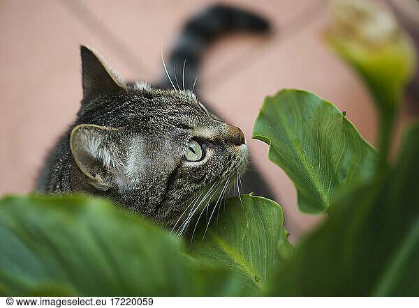 Portrait of gray cat standing under green leaves