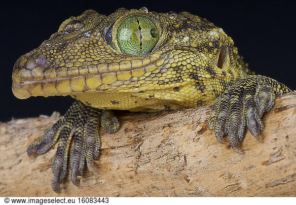 Portrait Of Green-eyed Gecko (Gekko Smithii) Vietnam Portrait Of Green ...