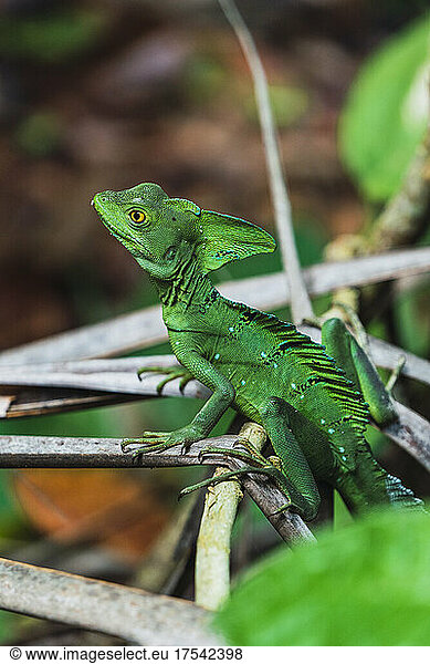Portrait of green lizard sitting on branches