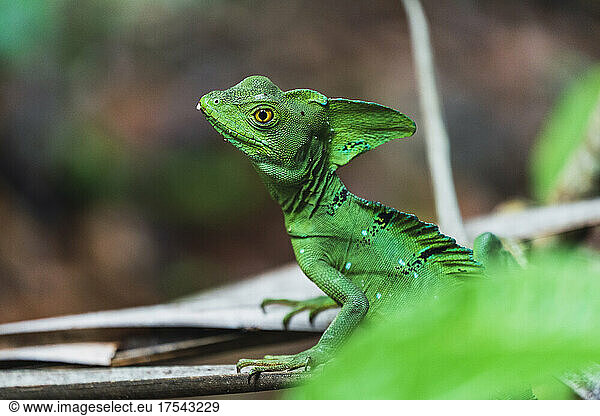 Portrait of green lizard sitting on branches