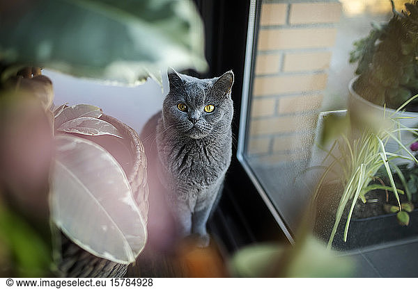 Portrait of grey cat at home