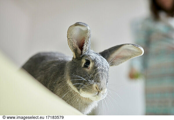 Portrait of grey pet house rabbit
