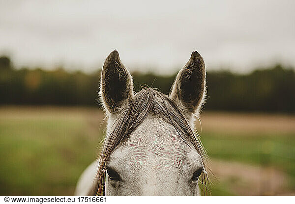 portrait of half of grey horse head and eyes