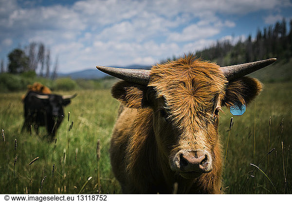Portrait of highland cow with livestock tag standing on grassy field