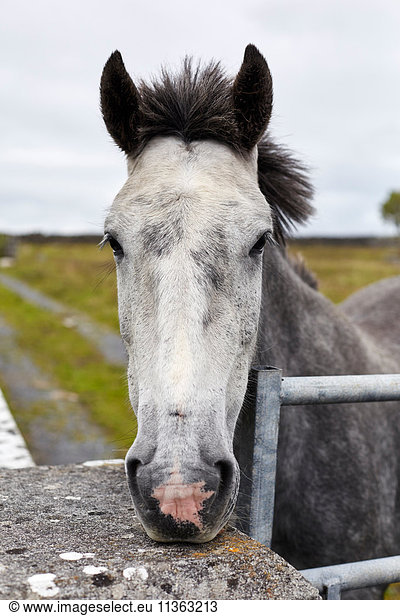 Portrait of horse  close-up  Inishmore  Ireland