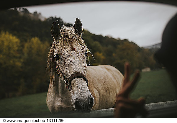 Portrait of horse seen through car window