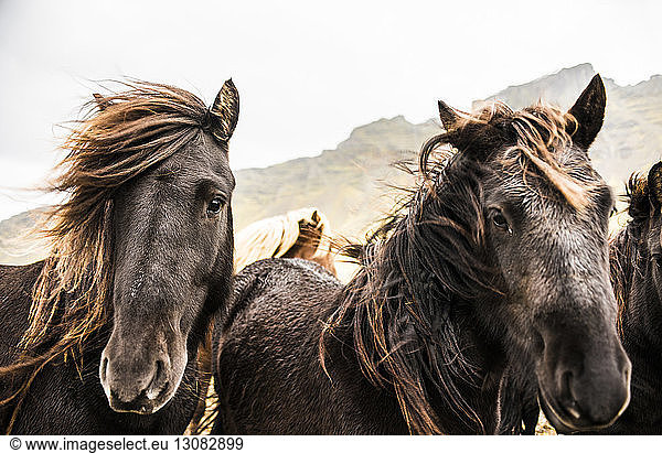 Portrait of horses standing against by mountain against sky