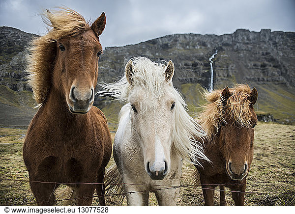 Portrait of horses standing on grassy field against mountain