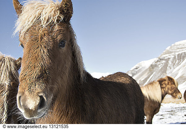 Portrait of Icelandic horse against clear blue sky