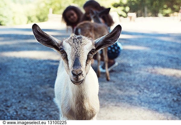 Portrait of kid goat while girls crouching on footpath in background