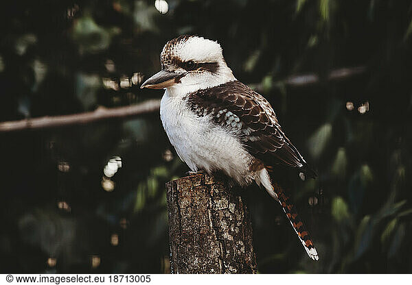 Portrait of Kookaburra