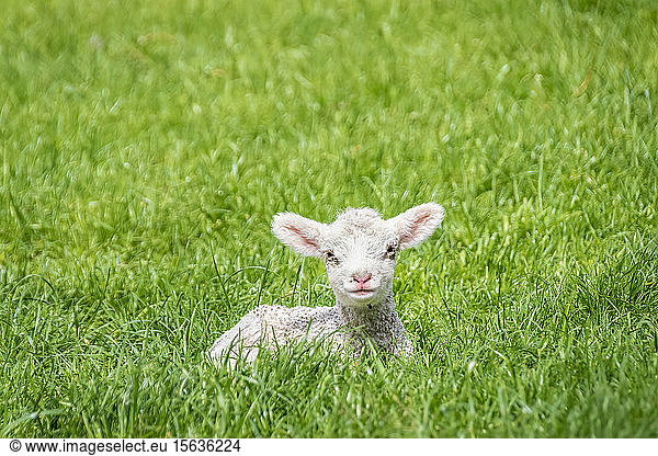Portrait of lamb resting on grassy field  Otago  South Island  New Zealand