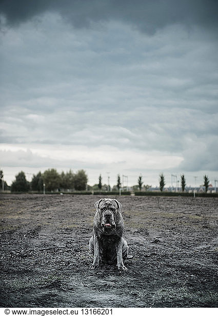 Portrait of large grey dog sitting on wasteland