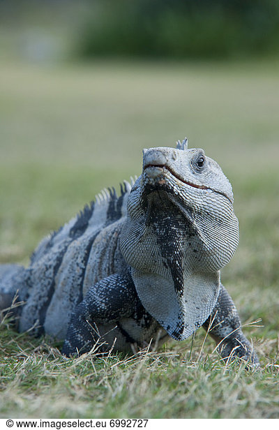 Portrait of Lizard  Mexio