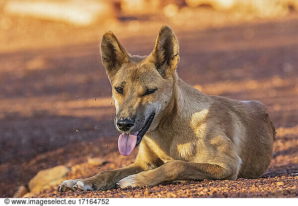 Portrait of lone dingo (Canis lupus dingo) resting in Uluru-Kata Tjuta National Park