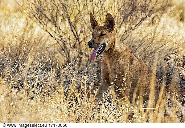 Portrait of lone dingo (Canis lupus dingo) sitting in grass in Uluru-Kata Tjuta National Park