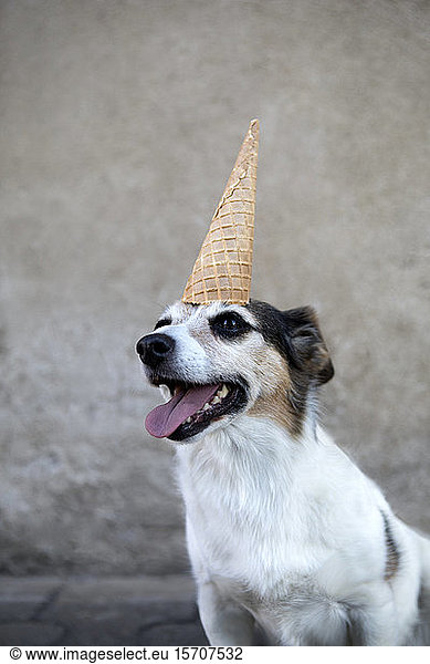 Portrait of mongrel as unicorn with ice cream cone on head