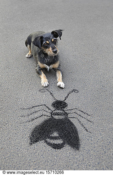 Portrait of mongrel lying on asphalt in front of drawn oversized insect