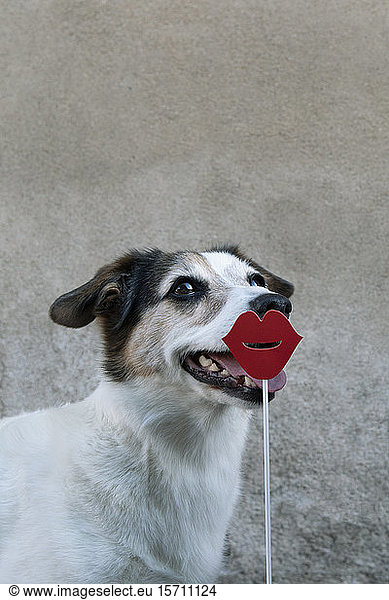 Portrait of mongrel with red lips