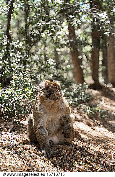 Portrait of monkey  Fez  Morocco