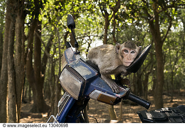 Portrait of monkey sitting on motor scooter's handlebar at forest
