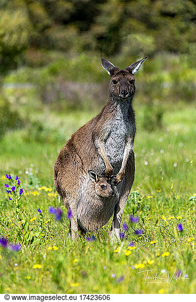 Portrait of mother kangaroo standing in springtime meadow with young in pouch