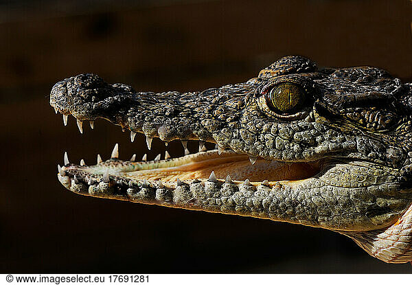 Portrait of Nile Crocodile Africa