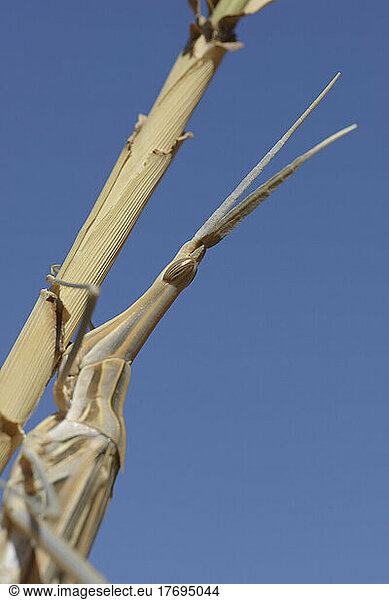 Portrait of Nosed Grasshopper - Ouarzazate Morocco