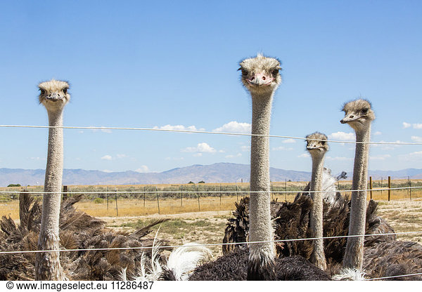 Portrait of ostriches behind fence