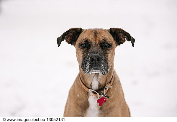 Portrait of pet dog in snow