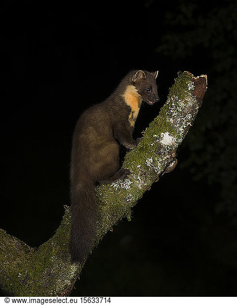 Portrait of pine marten sitting on tree trunk by night