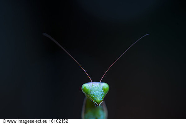 Portrait of Praying Mantis (Mantis religiosa) on black background  Cantabria  Spain
