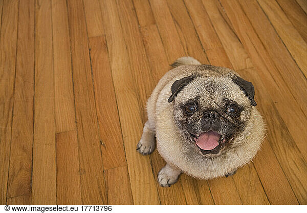 Portrait Of Pug Dog Panting
