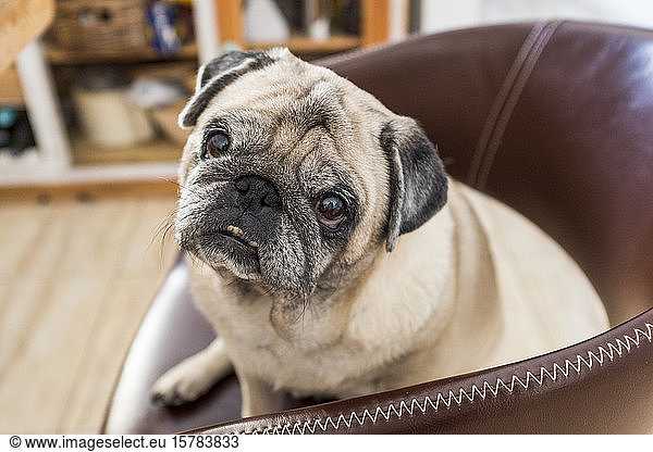 Portrait of pug sitting in armchair