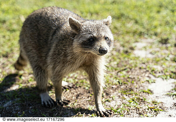 Portrait of raccoon walking outdoors