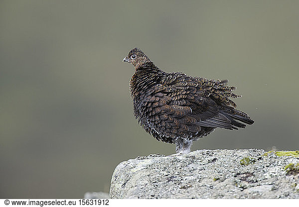 Portrait of red grouse standing on a stone